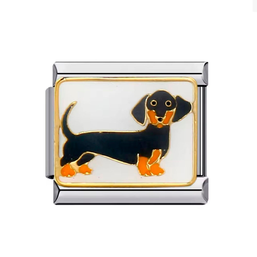 Charm Italian Dachshund